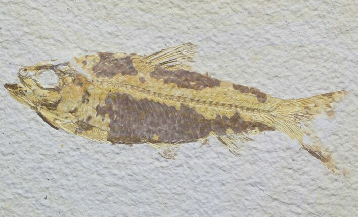 Knightia Fossil Fish - Wyoming #59828